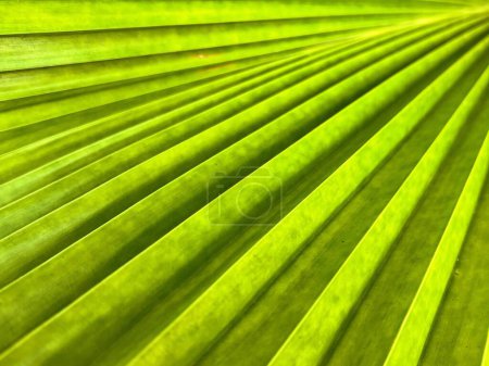una fotografía de una hoja de palma verde con una tira muy larga y delgada de luz.