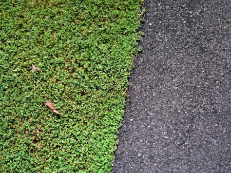 une photographie d'un trottoir vert et noir avec une petite plante.
