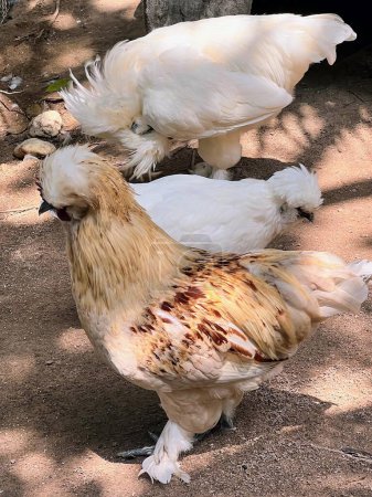 Foto de Una fotografía de dos pollos parados en un suelo de tierra. - Imagen libre de derechos