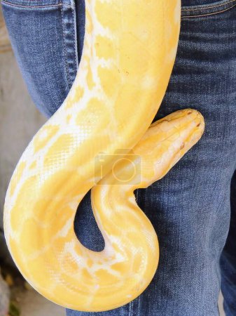eine Fotografie einer gelben Schlange wird von einer Person gehalten.