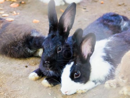 eine Fotografie von zwei nebeneinander auf dem Boden liegenden Kaninchen.