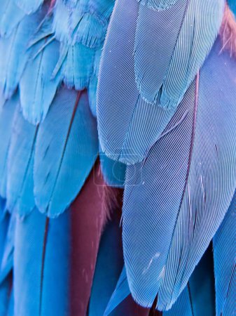 Fotografie einer Nahaufnahme der Federn eines blauen Vogels.
