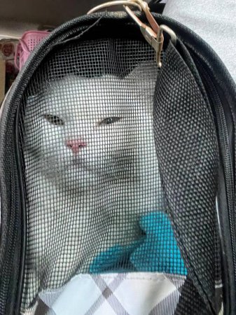 Téléchargez les photos : Une photographie d'un chat dans un sac avec un arc bleu. - en image libre de droit