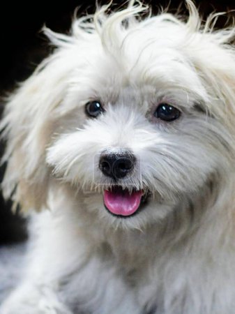 Téléchargez les photos : Une photographie d'un chien blanc avec une langue rose et un nez noir. - en image libre de droit