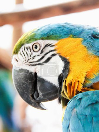 Photo for A photography of a parrot with a blue and yellow face. - Royalty Free Image