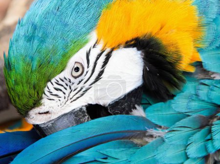 une photographie d'un perroquet coloré aux plumes bleues et jaunes.