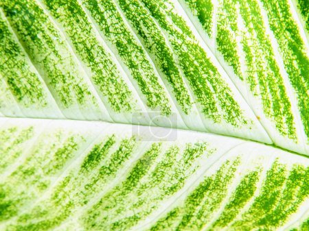 Fotografie einer Nahaufnahme eines Blattes mit grünen Flecken.