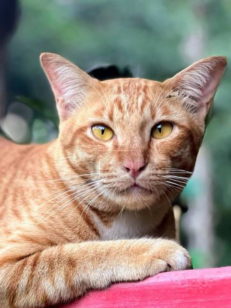una fotografía de un gato tendido sobre una superficie roja con un fondo borroso.