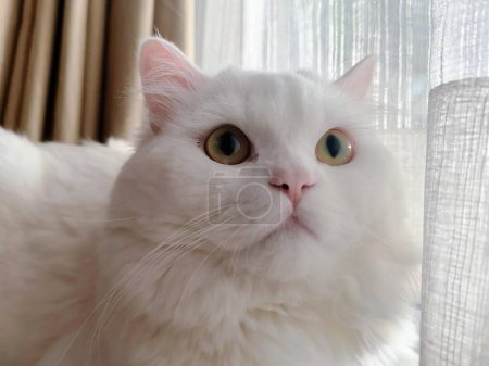 Téléchargez les photos : Une photographie d'un chat blanc regardant l'appareil photo. - en image libre de droit