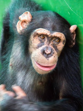 a photography of a chimpanzee with a green background.