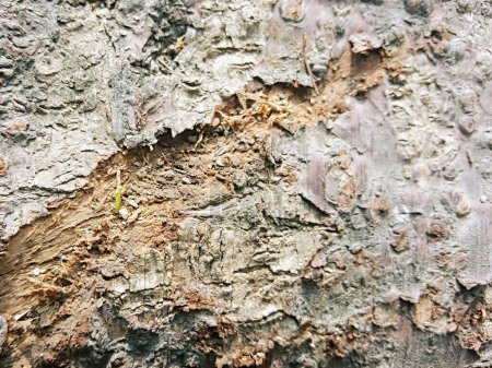 a photography of a tree with a crack in the bark.