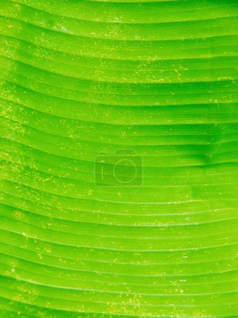 eine Fotografie eines grünen Blattes mit sehr dünnem Muster.