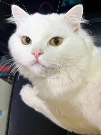 Téléchargez les photos : Une photographie d'un chat blanc aux yeux jaunes assis sur un bureau. - en image libre de droit