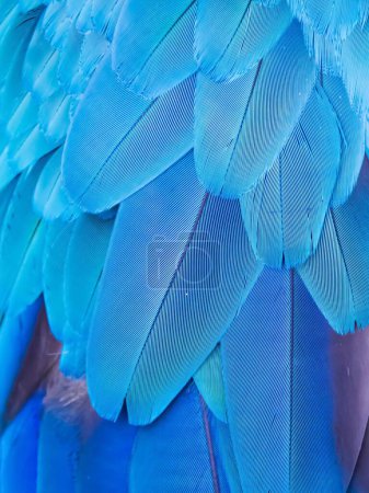 Fotografie einer Nahaufnahme der Federn eines blauen Vogels.