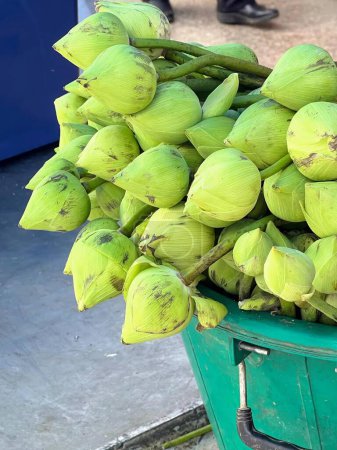 Foto de Una fotografía de un cubo verde lleno de plátanos verdes en una acera. - Imagen libre de derechos