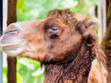 una fotografía de un camello con cuello muy largo y nariz muy larga.