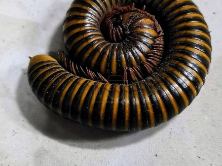 a photography of a millipeo curled up on a white surface.