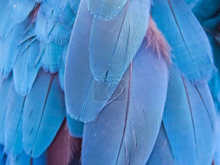 Photo for A photography of a close up of a blue bird's feathers. - Royalty Free Image