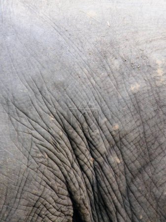 una fotografía de un elefante con colmillos muy largos y un colmillo muy grande.