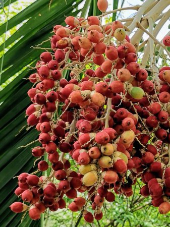 Foto de Una fotografía de un ramo de fruta colgando de una palmera. - Imagen libre de derechos