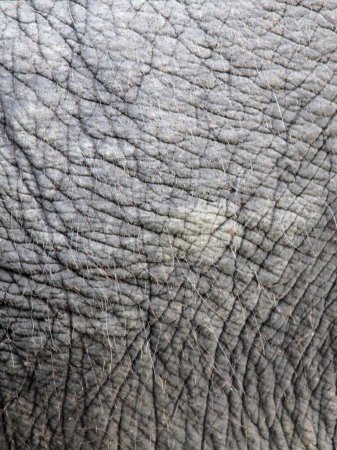 eine Fotografie der Haut eines Elefanten mit einer sehr großen Falte.