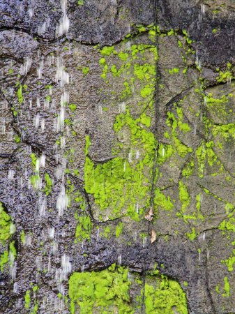 eine Fotografie einer grünen moosbedeckten Felswand mit einem darauf hockenden Vogel.