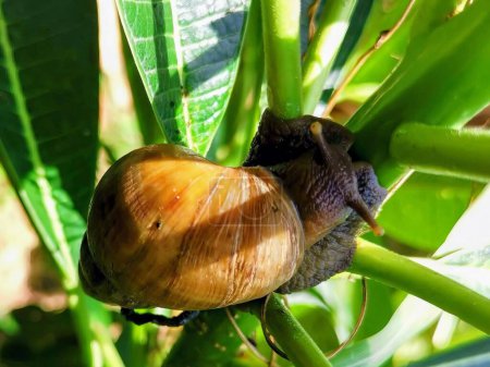 a photography of a snail crawling on a plant with a leaf in the background.
