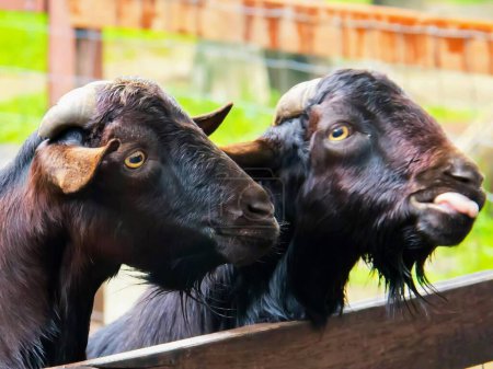 Téléchargez les photos : Une photographie de deux chèvres sortant leur langue d'une clôture en bois. - en image libre de droit