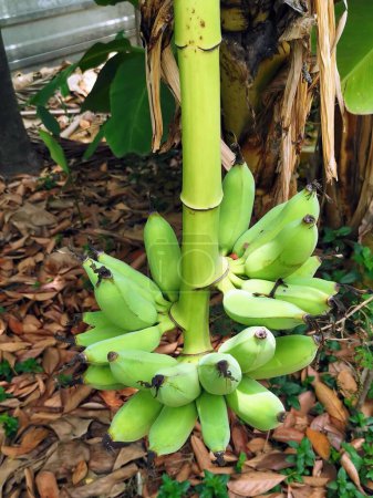 una fotografía de un ramo de plátanos colgando de un árbol.