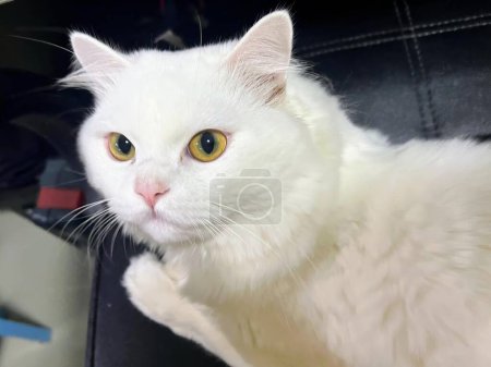 Téléchargez les photos : Une photographie d'un chat blanc assis sur une chaise noire. - en image libre de droit