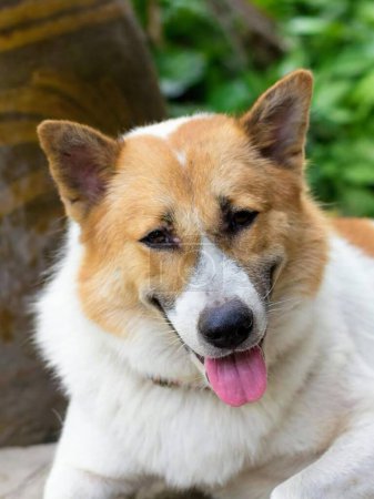 Téléchargez les photos : Une photographie d'un chien avec une langue rose posée sur un rocher. - en image libre de droit