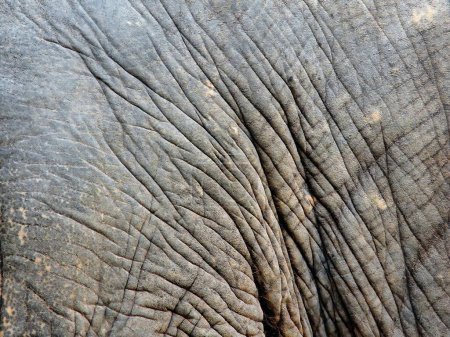 eine Fotografie der Haut eines Elefanten mit Falten und Falten.