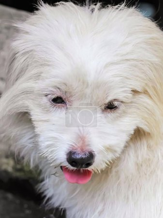 Téléchargez les photos : Une photographie d'un chien blanc avec une langue rose qui sort du lot. - en image libre de droit