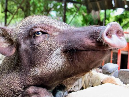 une photographie d'un cochon avec un très gros nez et beaucoup de cheveux.