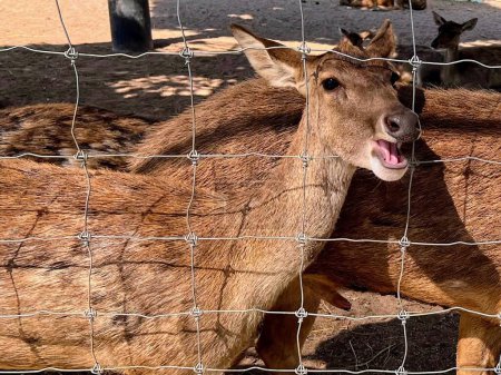 Téléchargez les photos : Une photographie d'un cerf qui sort sa langue derrière une clôture. - en image libre de droit