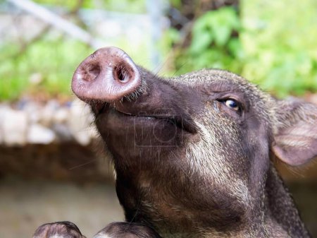 a photography of a pig looking up at the sky with its nose open.