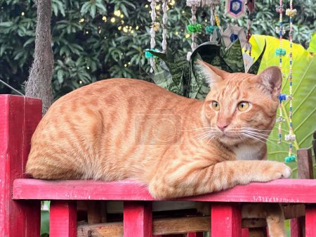 Téléchargez les photos : Une photographie d'un chat assis sur un banc rouge dans un jardin. - en image libre de droit