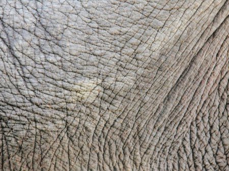 eine Fotografie der Haut eines Elefanten mit einem kleinen Fleck Schmutz.