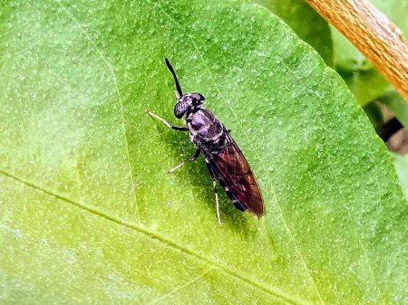 a photography of a black insect on a green leaf.