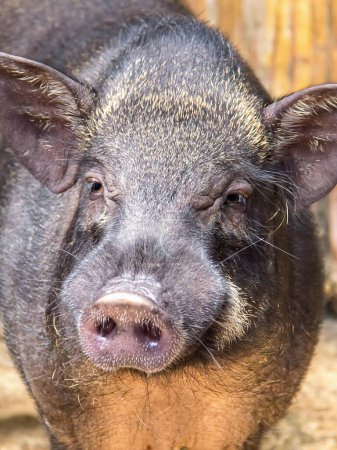 eine Fotografie eines Schweins mit einer sehr großen Nase und einer sehr kleinen Nase.