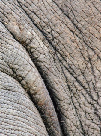 una fotografía de un primer plano de la piel de un elefante grande.