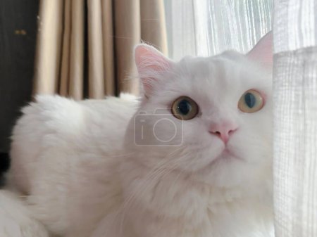 Téléchargez les photos : Une photographie d'un chat blanc posé sur un rebord de fenêtre. - en image libre de droit
