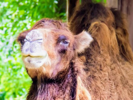 Fotografie eines Kamels mit einer sehr langen Nase und einer sehr langen Nase.