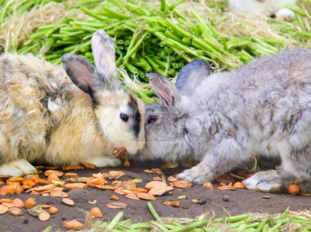 una fotografía de dos conejos comiendo zanahorias en una pila.