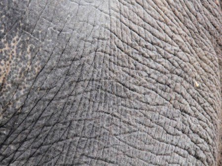 una fotografía de la piel de un elefante con un guiño muy grande.