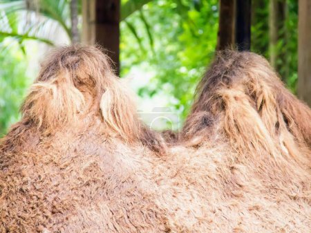 una fotografía de un camello con un cuello muy largo y una cara muy larga.