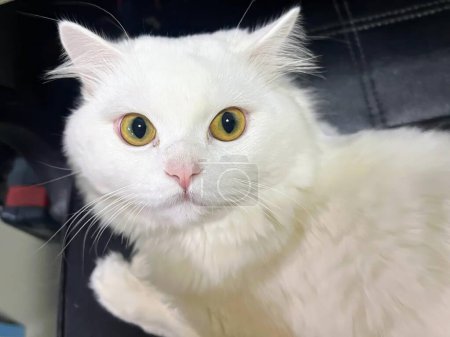 Téléchargez les photos : Une photographie d'un chat blanc aux yeux jaunes assis sur une chaise. - en image libre de droit