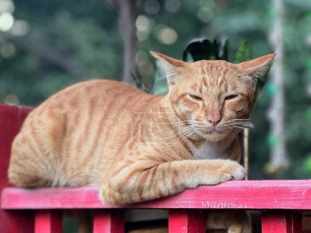 a photography of a cat laying on a red bench with its eyes closed.