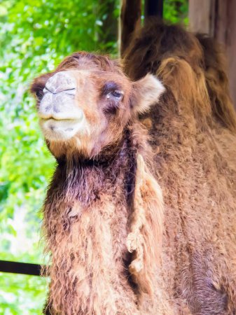 Fotografie eines Kamels mit einem sehr langen Hals und einer sehr langen Nase.
