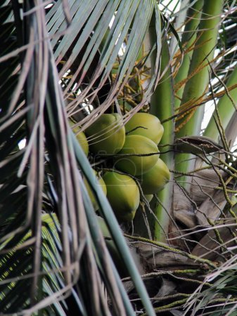 Foto de Una fotografía de un montón de cocos verdes colgando de un árbol. - Imagen libre de derechos